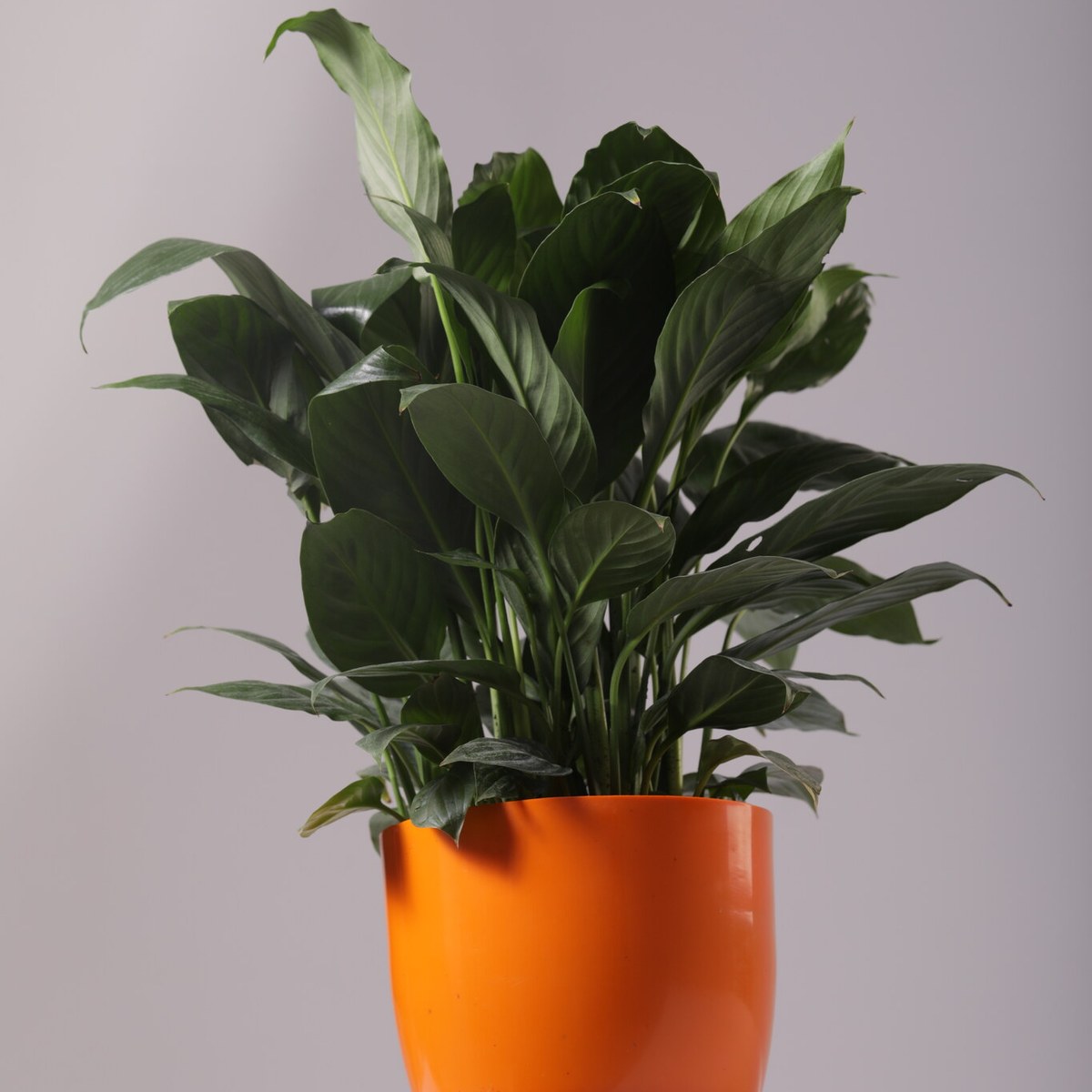 Peace lily in orange Vatika pot