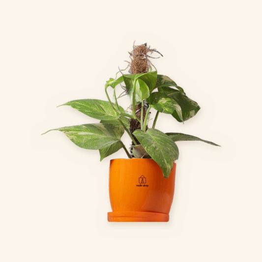 Money Plant