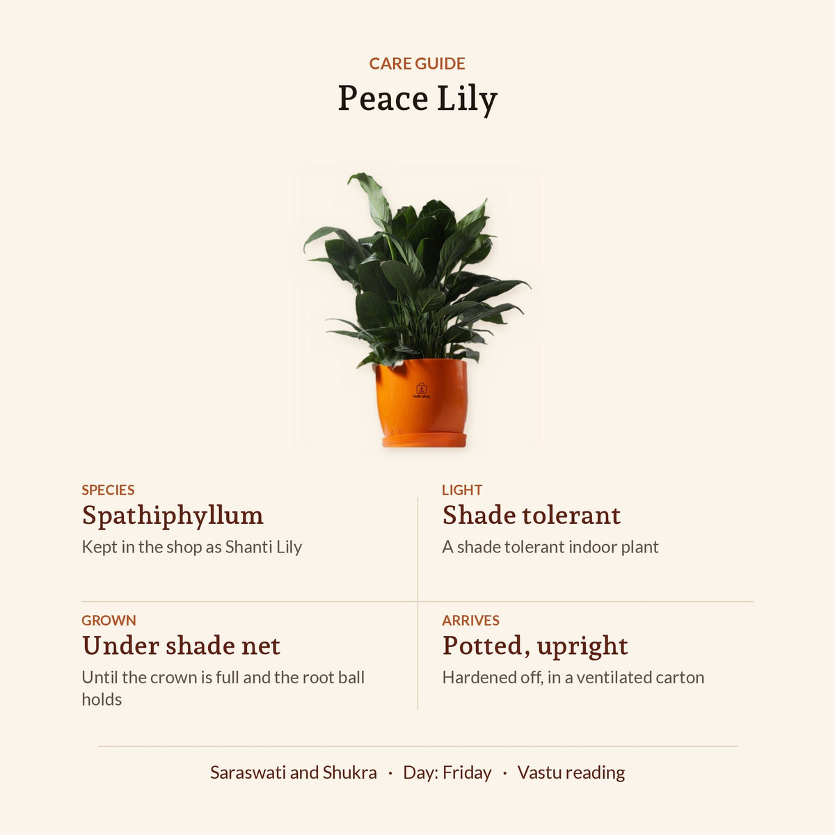 Peace Lily, care