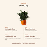 Peace Lily, care