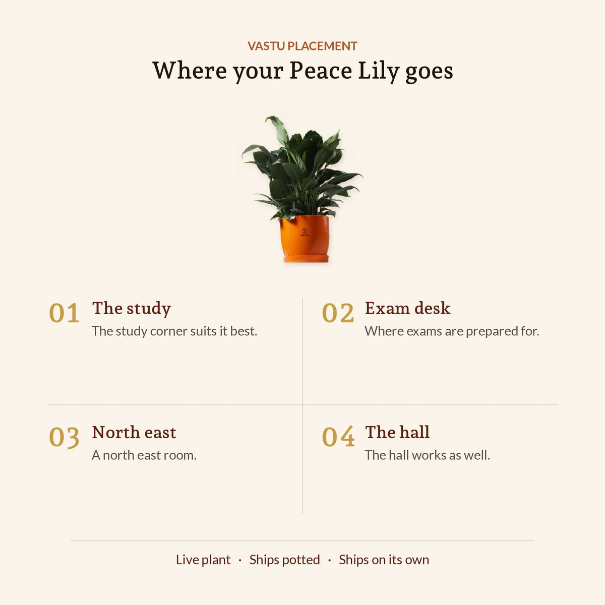 Peace Lily, where to place it