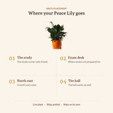 Peace Lily, where to place it