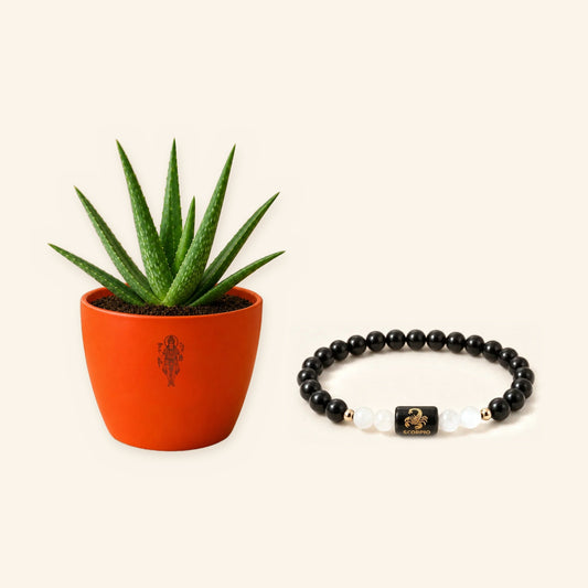 Scorpio Fortune Combo: Aloe Vera Plant and Zodiac Bracelet