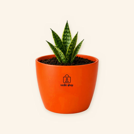 Snake Plant (Sarpalta)
