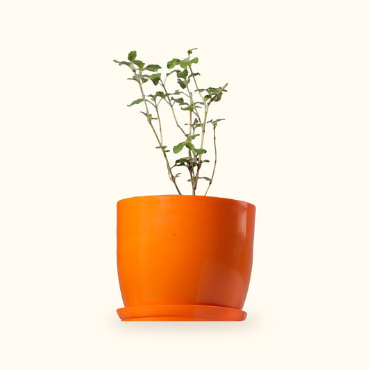 Tulsi Plant (Tulsi)