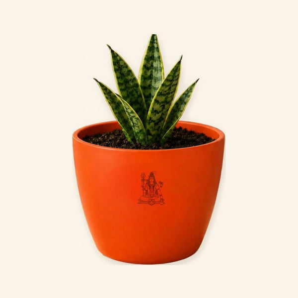 Snake Plant (Sarpalta)