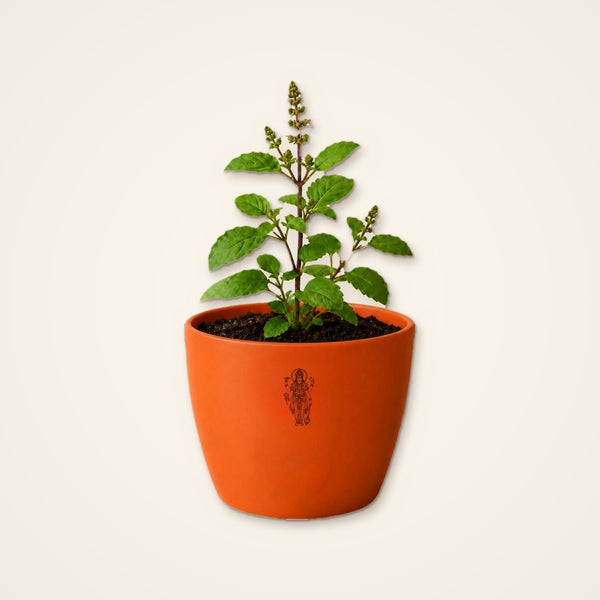 Live Tulsi in a glossy orange pot