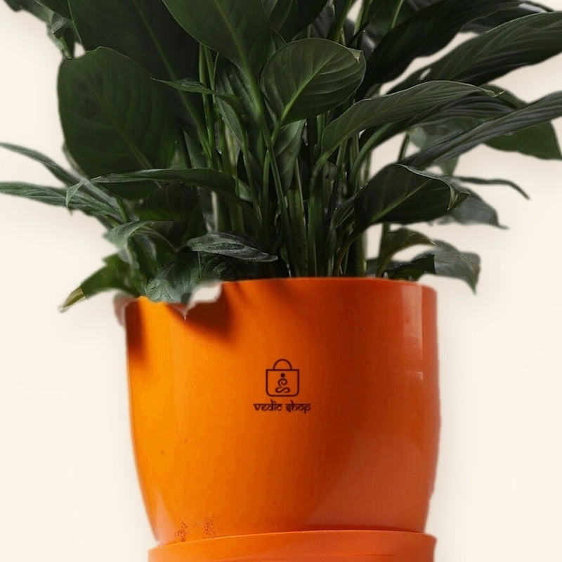peace soil