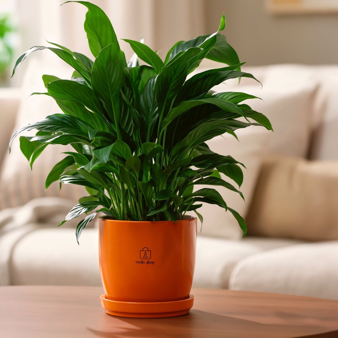 Peace Lily, indoors