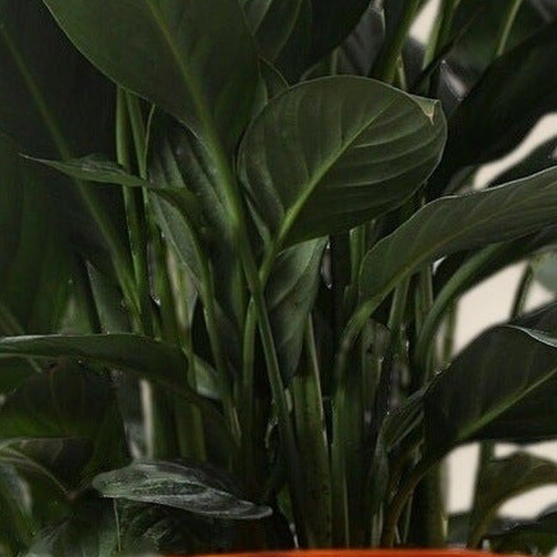 Peace Lily, close-up detail