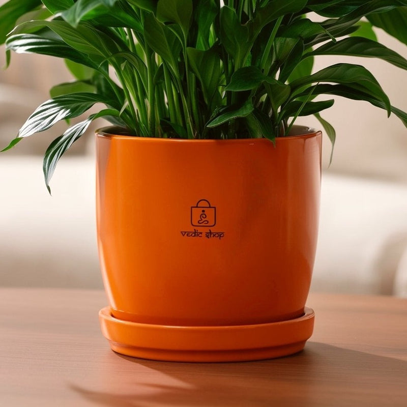 Peace Lily, in the home
