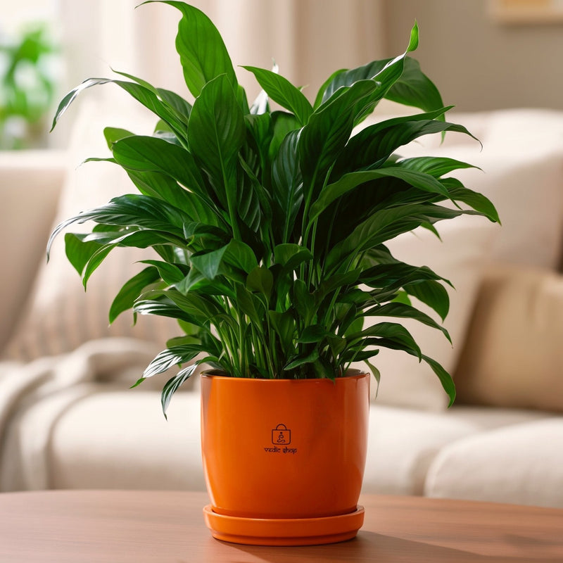 Peace Lily, in the home