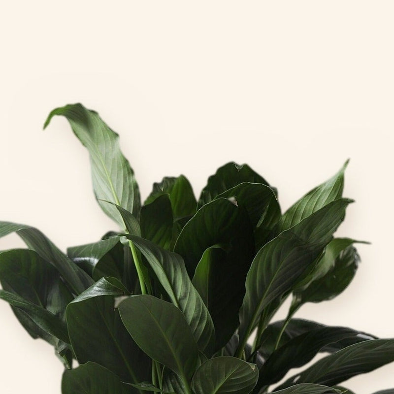 Peace Lily, where it grows