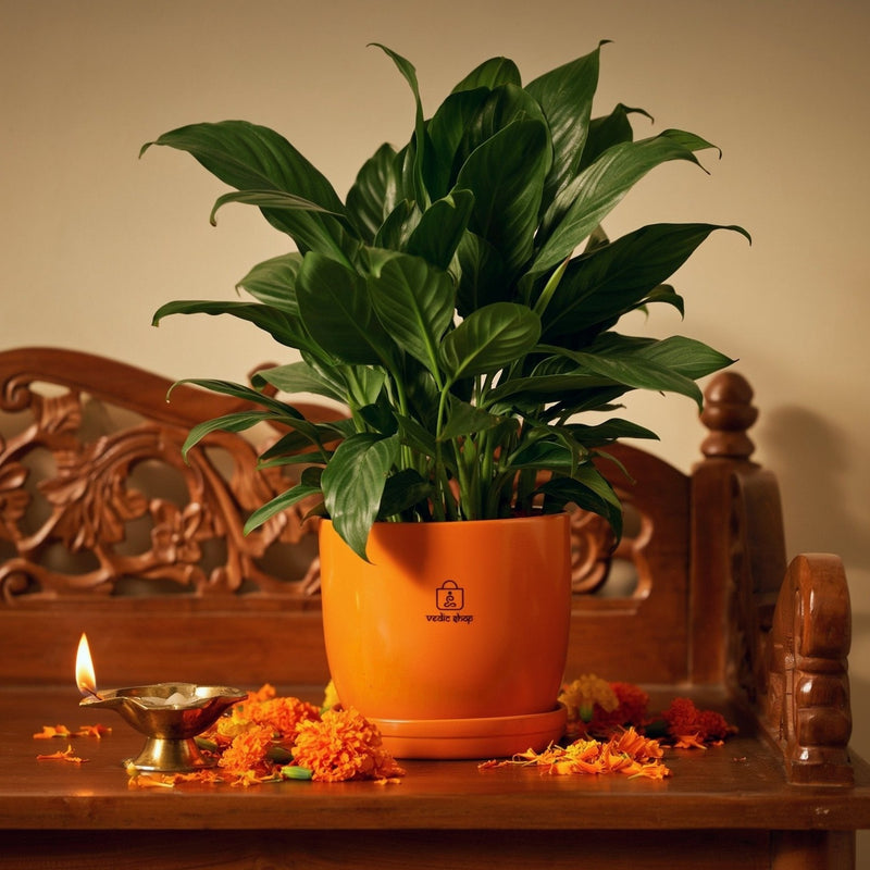 Peace Lily, in daily care