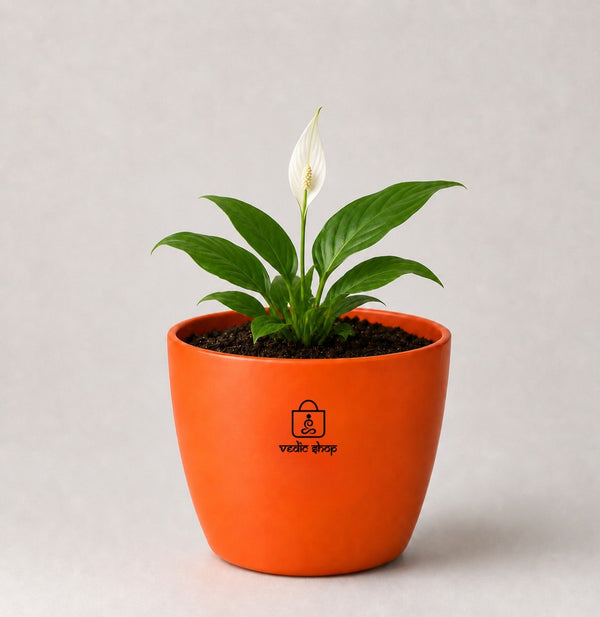 Peace Lily, what it is