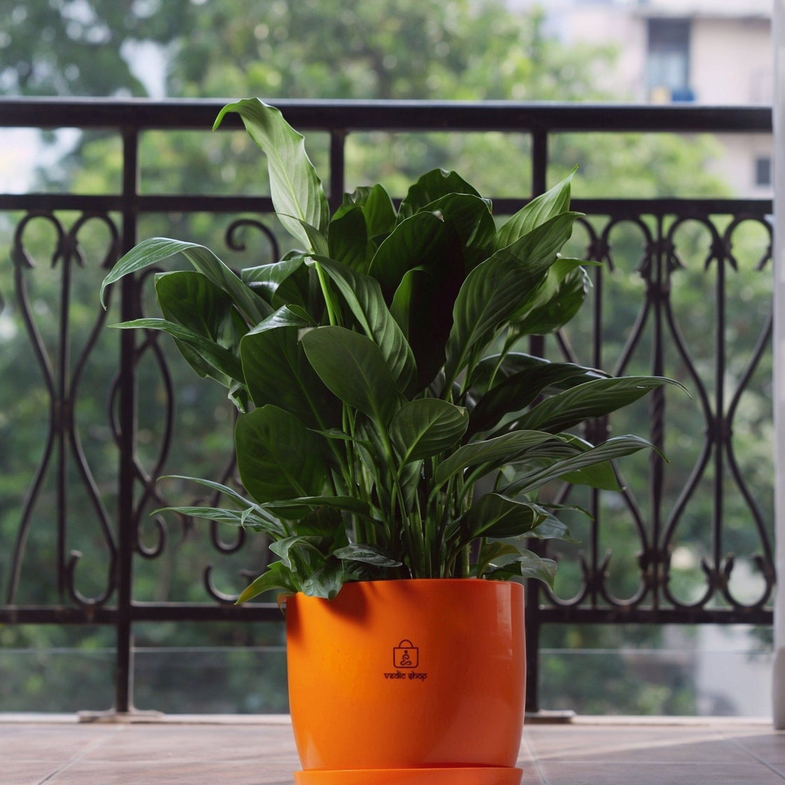 Peace Lily, on the balcony