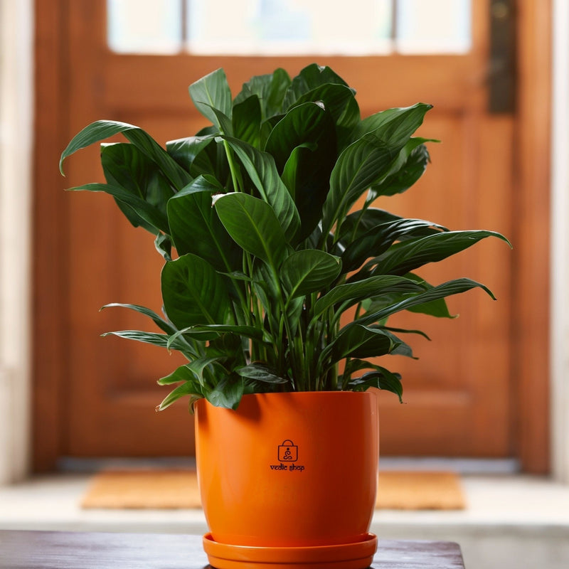 Peace Lily, at the entrance