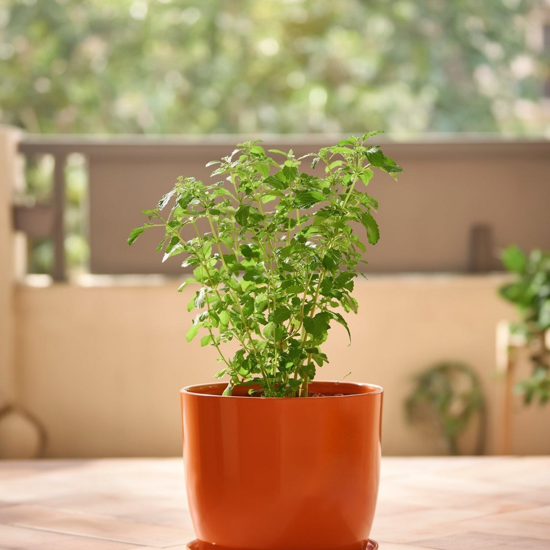 Sagittarius Prosperity and Tulsi Blessings Combo, the plant