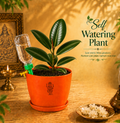 Rubber Plant — Ganesha's Ficus रबड़ प्लांट (Ficus elastica)