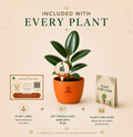 Rubber Plant — Ganesha's Ficus रबड़ प्लांट (Ficus elastica)