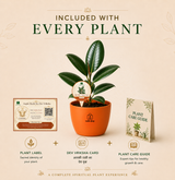 Rubber Plant — Ganesha's Ficus रबड़ प्लांट (Ficus elastica)