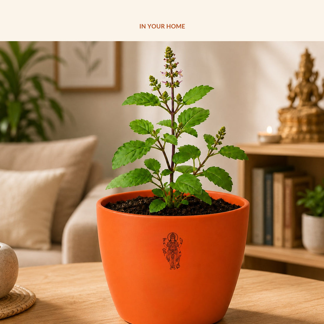 Sagittarius Prosperity and Tulsi Blessings Combo, in use
