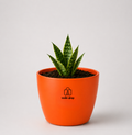 Snake Plant — Sarpalta सर्पलता (Sansevieria trifasciata)