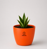 Snake Plant — Sarpalta सर्पलता (Sansevieria trifasciata)