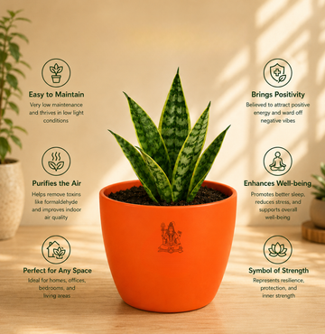 Snake Plant — Sarpalta सर्पलता (Sansevieria trifasciata) - 3