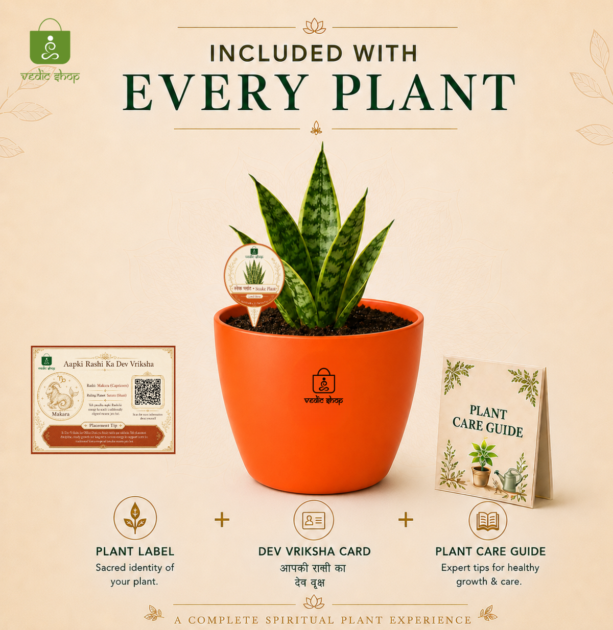 Snake Plant — Sarpalta सर्पलता (Sansevieria trifasciata)