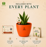 Snake Plant — Sarpalta सर्पलता (Sansevieria trifasciata)