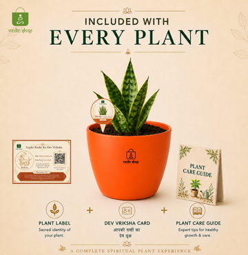 Snake Plant — Sarpalta सर्पलता (Sansevieria trifasciata) - 5