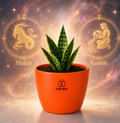 Snake Plant — Sarpalta सर्पलता (Sansevieria trifasciata)