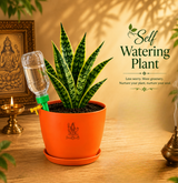 Snake Plant — Sarpalta सर्पलता (Sansevieria trifasciata)
