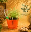 Spider Plant — Rahu's Cosmic Guardian स्पाइडर प्लांट (Chlorophytum comosum)