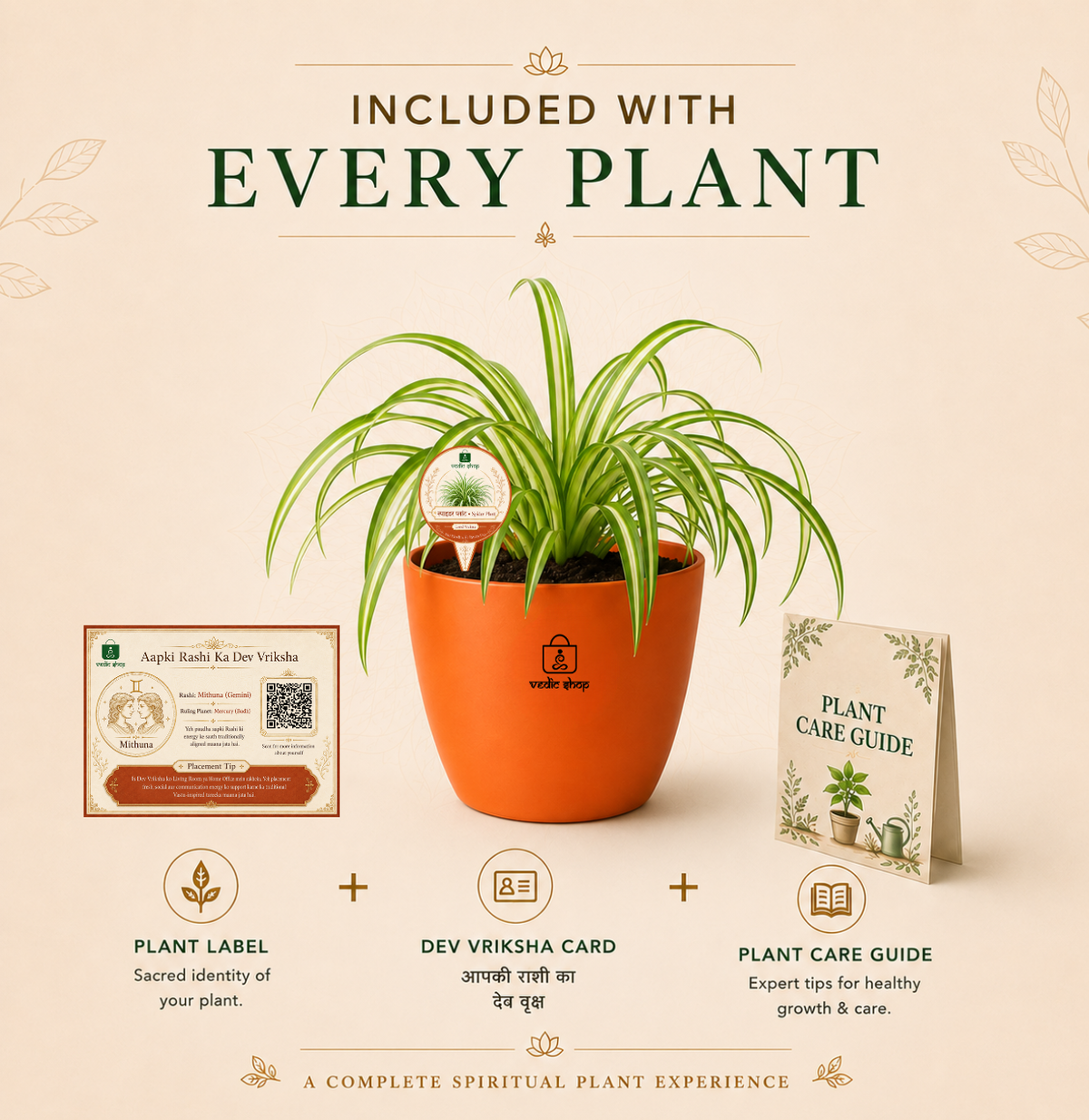 Spider Plant — Rahu's Cosmic Guardian स्पाइडर प्लांट (Chlorophytum comosum)