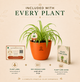 Spider Plant — Rahu's Cosmic Guardian स्पाइडर प्लांट (Chlorophytum comosum)