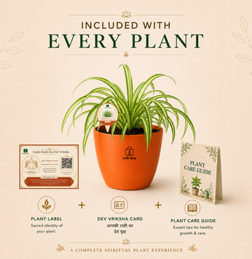 Spider Plant — Rahu's Cosmic Guardian स्पाइडर प्लांट (Chlorophytum comosum) - 5