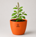 Tulsi — Holy Basil तुलसी (Ocimum sanctum)