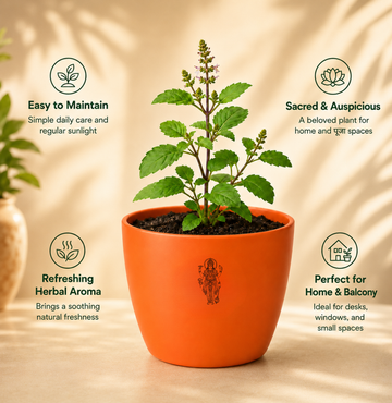 Tulsi — Holy Basil तुलसी (Ocimum sanctum) - 3