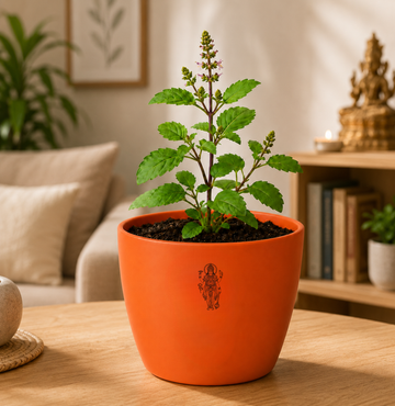 Tulsi — Holy Basil तुलसी (Ocimum sanctum) - 2