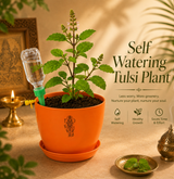 Tulsi — Holy Basil तुलसी (Ocimum sanctum)