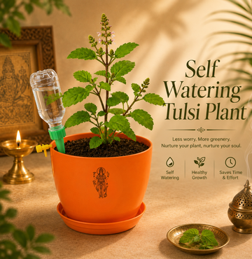 Tulsi — Holy Basil तुलसी (Ocimum sanctum) - 5