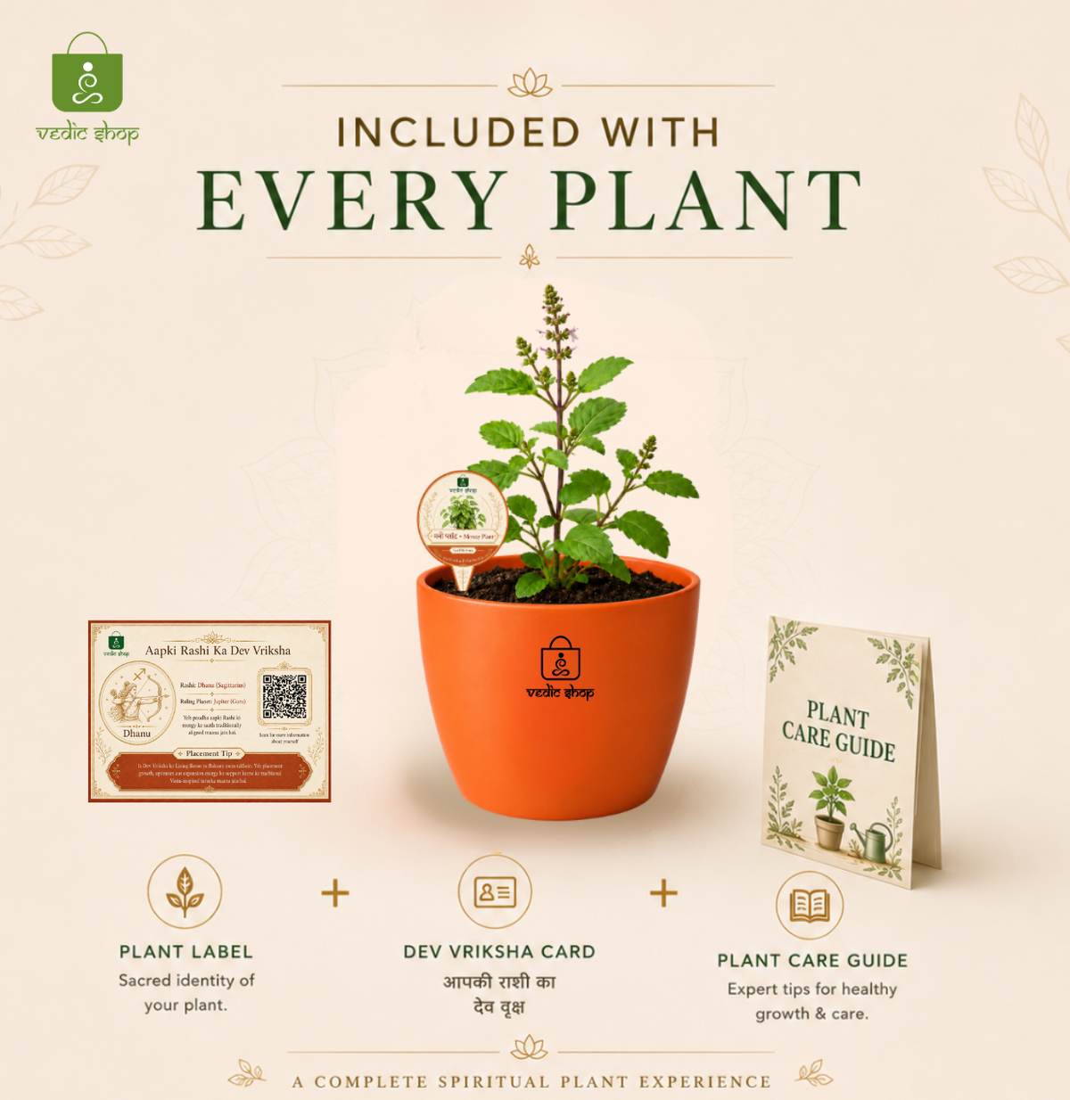 Tulsi — Holy Basil तुलसी (Ocimum sanctum)